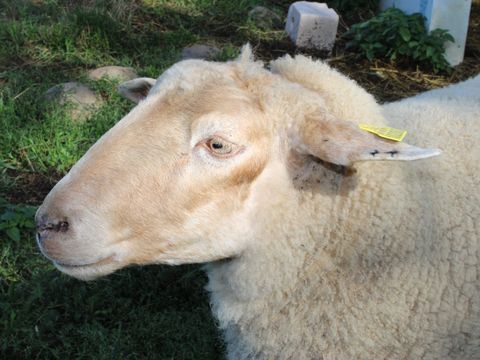 Camping Le Grand Cerf - Camping Drome - Image N°31