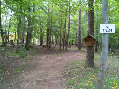 Emplacement - Lierre : sans électricité, simple, en sous-bois