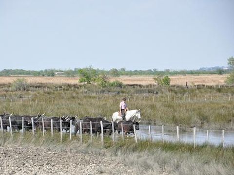 Camping Abri de Camargue - Camping Gard - Image N°76