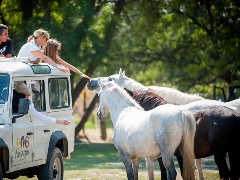 Camping Abri de Camargue - Camping Gard - Image N°40