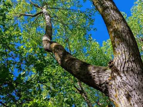 Camping Abri de Camargue - Camping Gard - Image N°95