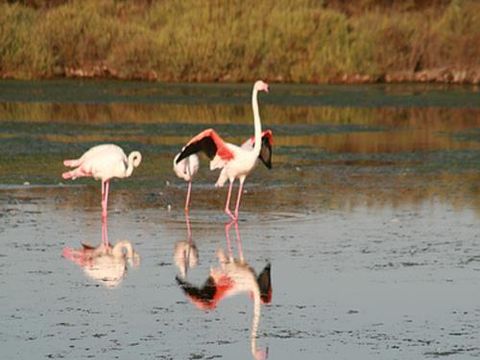 Camping Abri de Camargue - Camping Gard - Image N°77