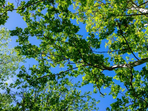 Camping Abri de Camargue - Camping Gard - Image N°94