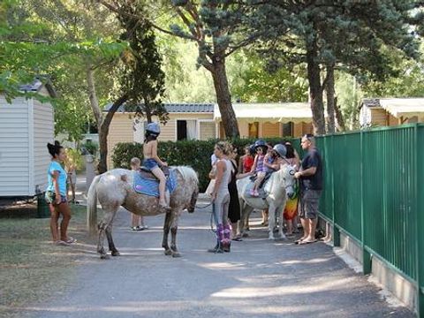 Camping Abri de Camargue - Camping Gard - Image N°62