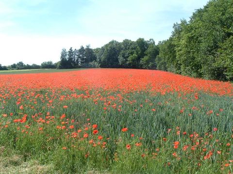 Camping Château la Grange Fort  - Camping Puy-de-Dôme - Image N°36