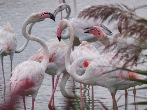 Camping Bon Port - Camping Hérault - Image N°57