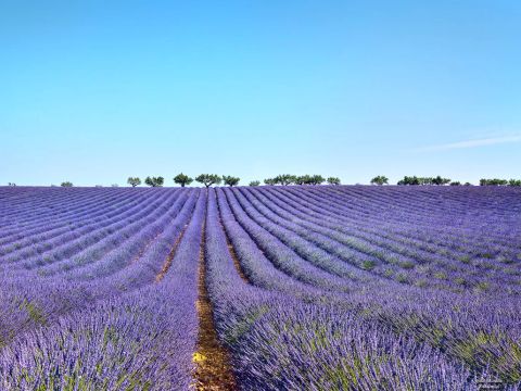 Flower Camping Provence Vallee - Camping Alpes-de-Haute-Provence - Image N°38