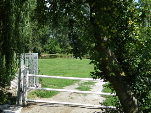Camping L'Etang Aux Hirondelles - Camping Cantal - Image N°11