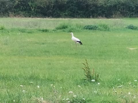 Camping Au Vent des Marais - Camping Vendée - Image N°27