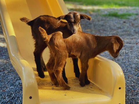 Camping Pascalounet - Camping Bouches-du-Rhône - Image N°10