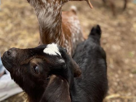Camping Pascalounet - Camping Bouches-du-Rhône - Image N°18