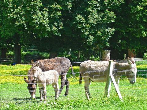 Camping Paradis Val de Trie - Camping Somme - Image N°17