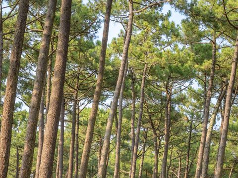 Camping Le Vieux Port - Camping Landes - Image N°53