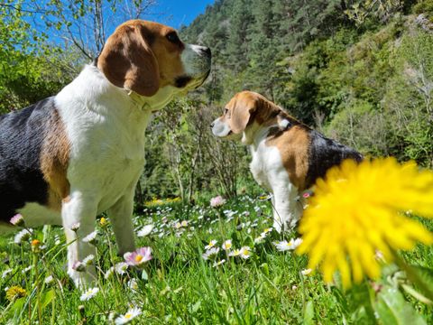 Camping Le Capelan - Camping Lozere - Image N°34