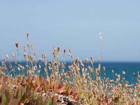 Camping Miramar - Camping Tarragone - Image N°10