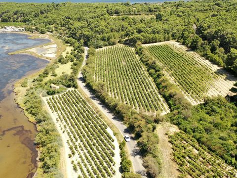 Camping Club La Côte des Roses 4* - MS VACANCES - Camping Aude - Image N°64