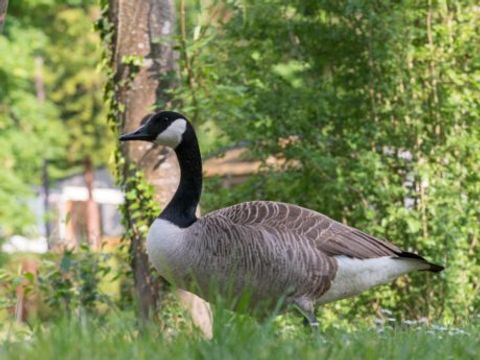 Camping - Le Grand Paris - Camping Val-d'Oise - Image N°23