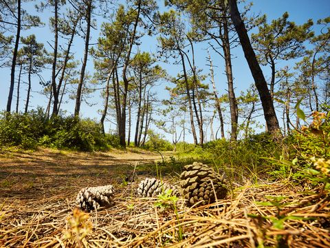 Camping Le Bois Soleil - Camping Vendée - Image N°94
