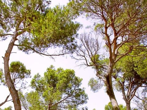 Camping Malolya - Camping Aude - Image N°12