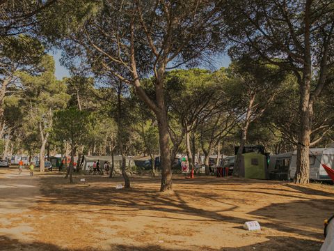 Emplacement - Pitch Master + (115m²): car + tent/caravan or camping-car + electricity 10A + water + wifi