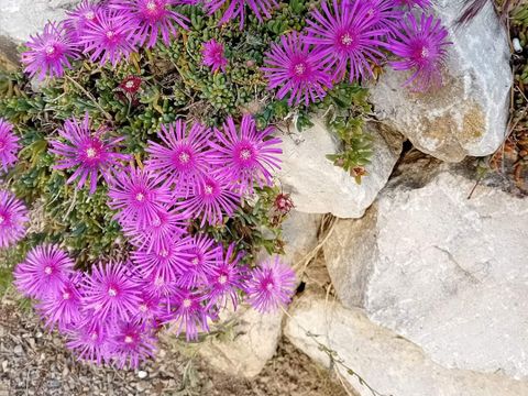Camping Les Oliviers  - Camping Alpes-de-Haute-Provence - Image N°31