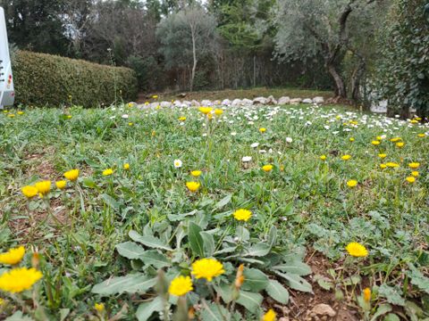 Camping Les Oliviers  - Camping Alpes-de-Haute-Provence - Image N°34