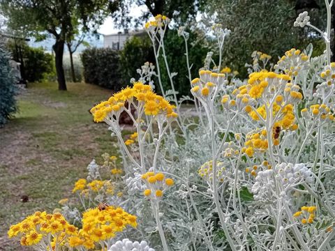 Camping Les Oliviers  - Camping Alpes-de-Haute-Provence - Image N°30