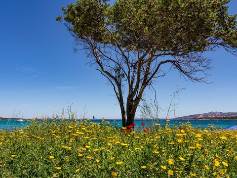 Camping Capo d'Orso - Camping Olbia-Tempio - Image N°48