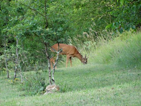 Hébergement 2 personnes - Roulotte de charme La Mésange