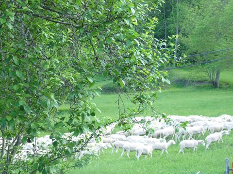 Camping Portes d'Ariège - Camping Ariège - Image N°38