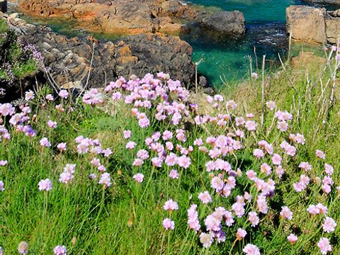 Camping West  - Camping Côtes-d'Armor - Image N°27