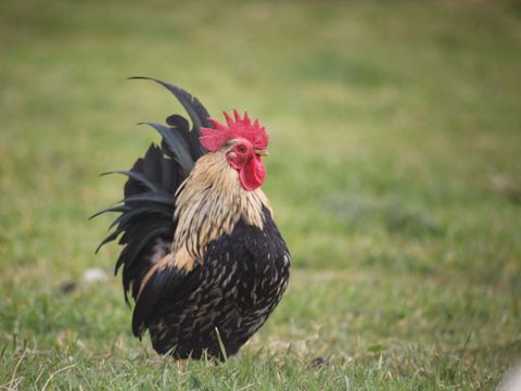 Camping Les Peupliers - Camping Finistère - Image N°19