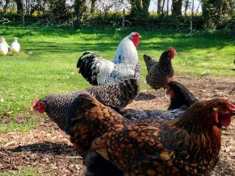 Camping Les Peupliers - Camping Finistère - Image N°44