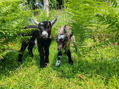 Camping Les Peupliers - Camping Finistère - Image N°17