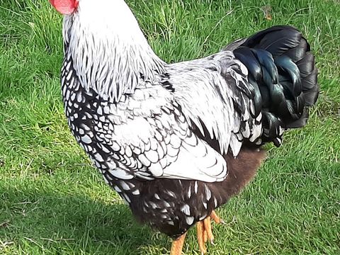 Camping Les Peupliers - Camping Finistère - Image N°20