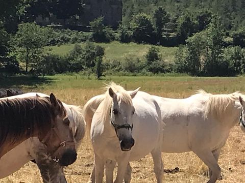 Camping La Bernede  Camping La Bernede  - Camping Aude - Image N°8