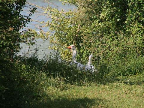 Camping Domaine du Lac de Neguenou - Camping Lot-et-Garonne - Image N°44