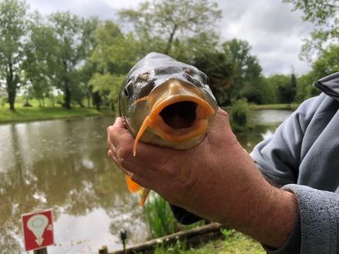 Camping les Etangs de Plessac  - Camping Dordogne - Image N°37