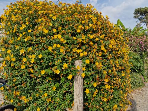 Camping Paradis - Domaine de Bellevue - Camping Vendée - Image N°79