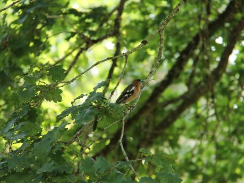 Camping Moulin de Chaules  - Camping Cantal - Image N°57