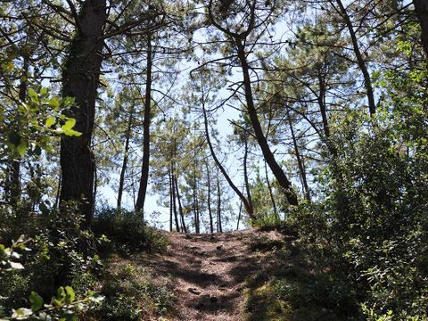 Domaine des Pins   - Camping Vendée - Image N°40