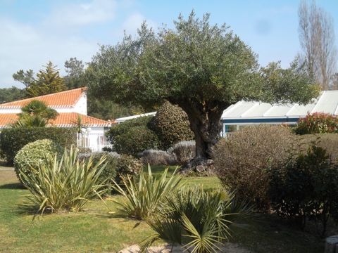 Village vacances Le Hameau de L'Ocean - Camping Vendée - Image N°48