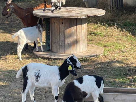 Camping Ushuaïa Villages La Conge - Camping Vendée - Image N°47