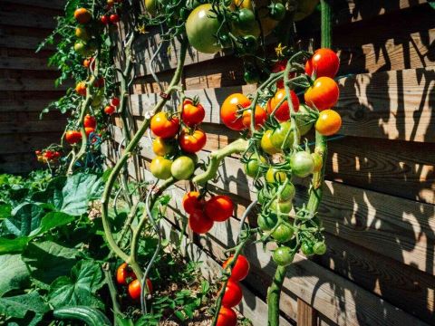 Camping Ushuaïa Villages La Conge - Camping Vendée - Image N°37