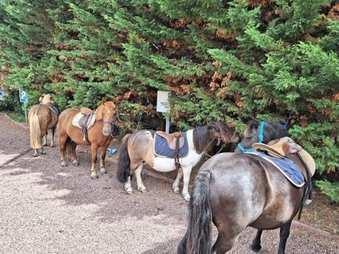 Camping La Prévoté - Camping Vendée - Image N°2