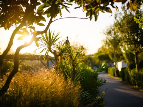 Camping L'Abri des Pins - Camping Vendée - Image N°19