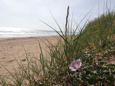 Camping Le Bois Verdon - Camping Vendée - Image N°39