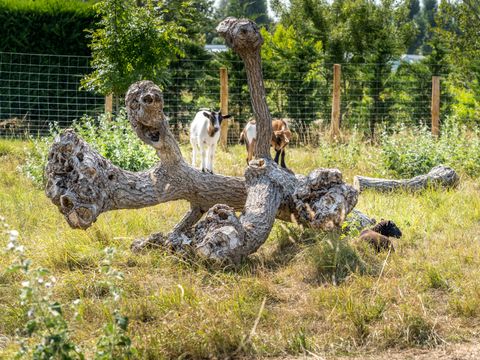 Camping Plein Sud - Camping Vendée - Image N°18