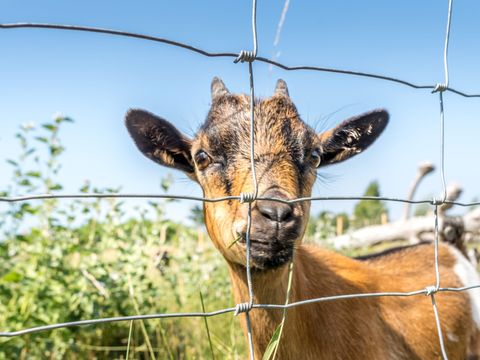 Camping Plein Sud - Camping Vendée - Image N°19
