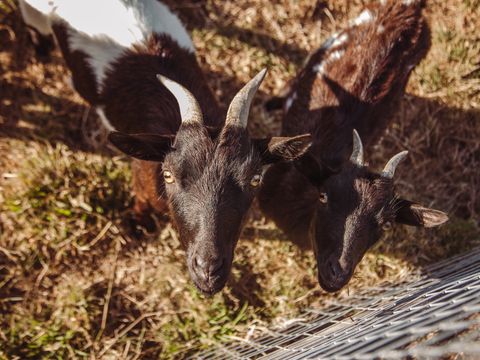 Village de La Guyonniere - Camping Vendée - Image N°35